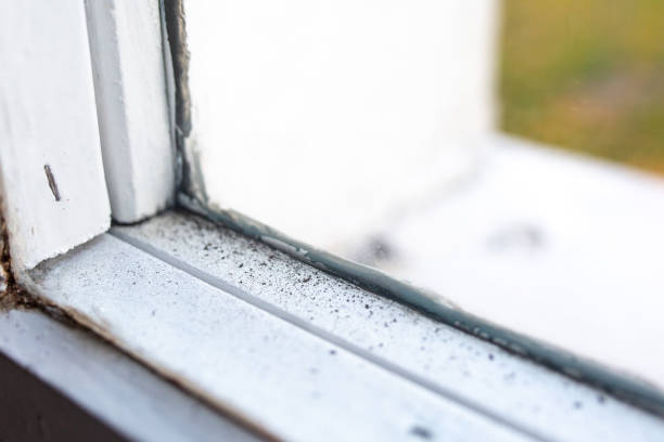 Mold Documentation for Insurance Claims in Albany, OR