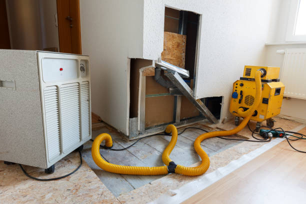 Best Black Mold Removal  in Albany, OR